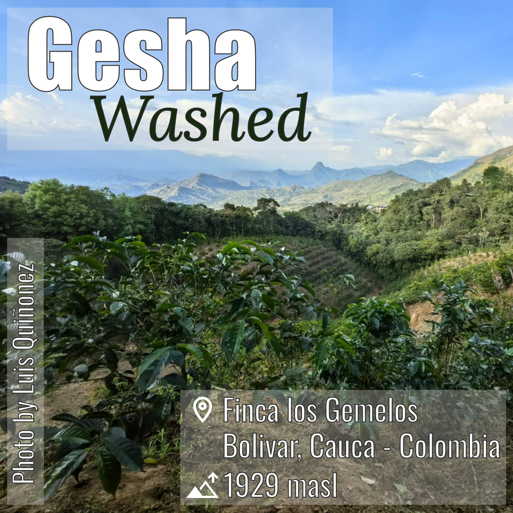 100% Colombian coffee | Gesha - washed process | Whole bean | 12oz