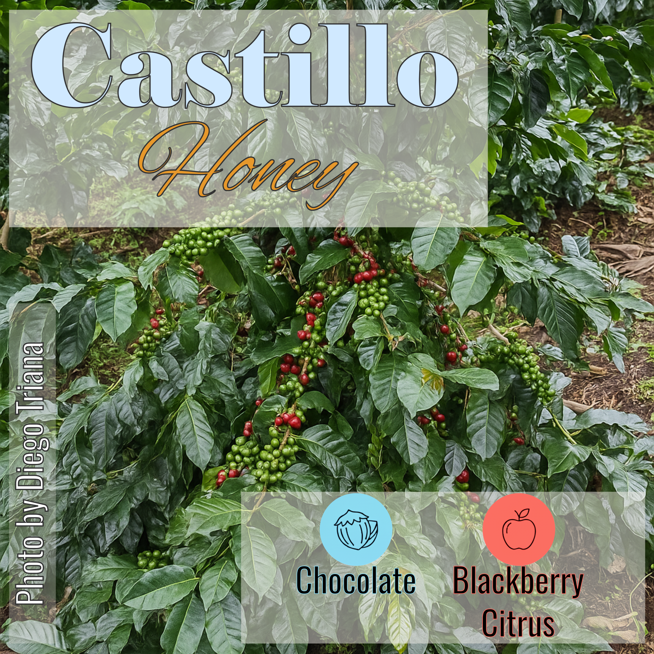 100% Colombian coffee | Castillo - honey process | Whole bean | 12oz