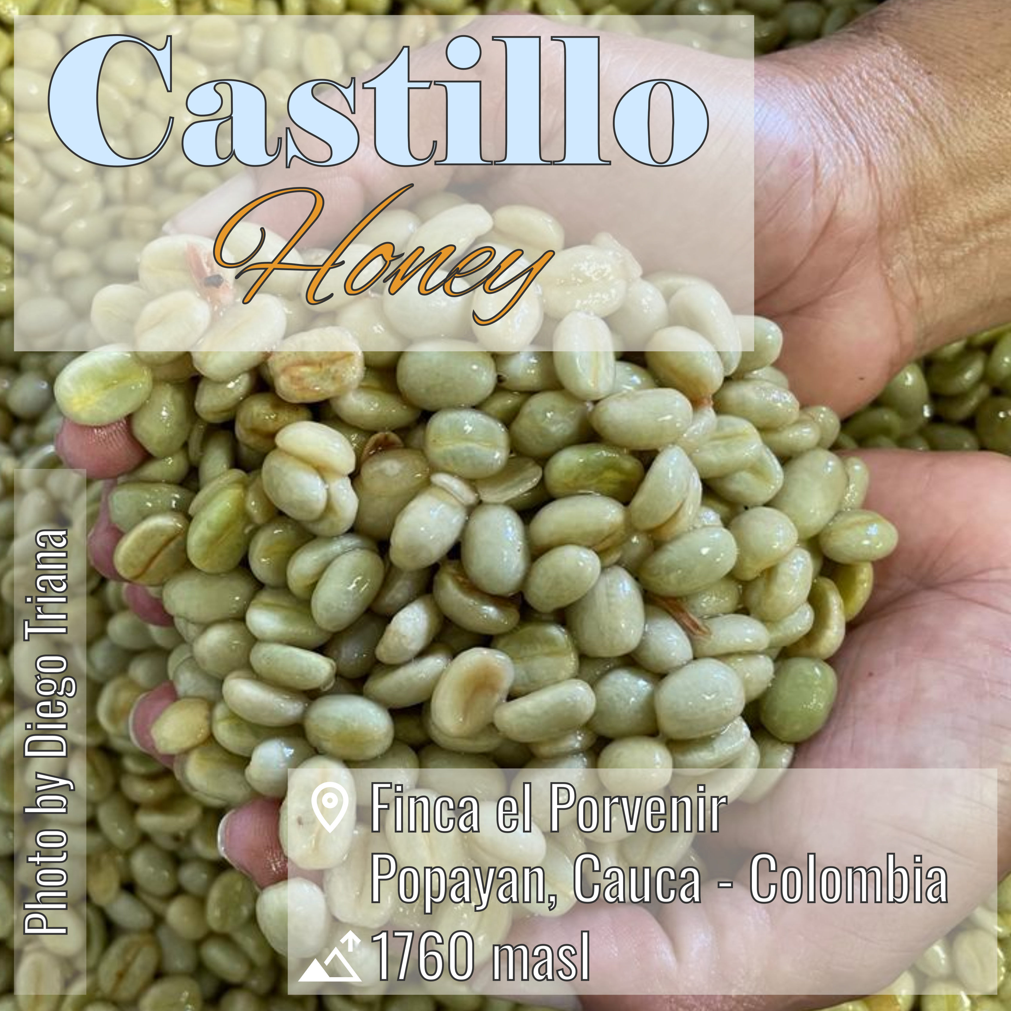100% Colombian coffee | Castillo - honey process | Whole bean | 12oz