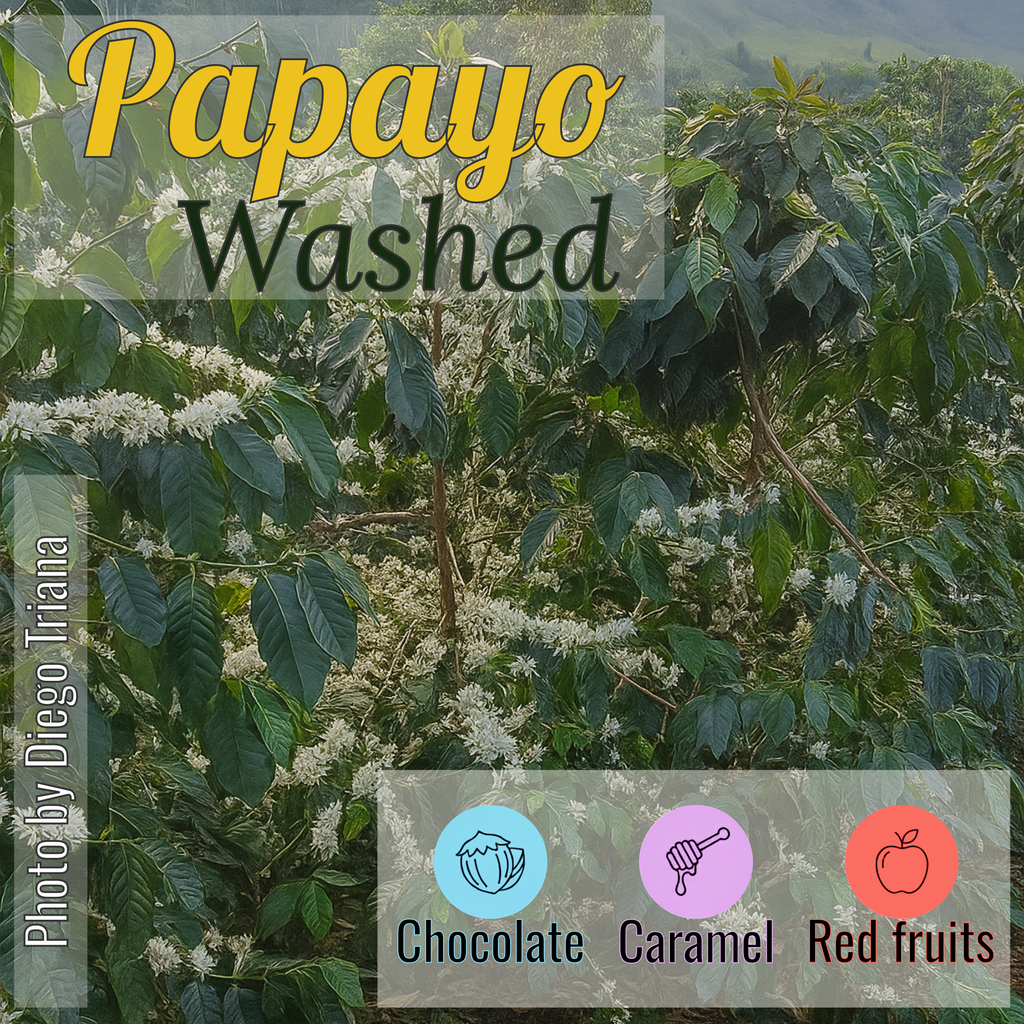 100% Colombian coffee | Papayo - washed process | Whole bean | 12oz
