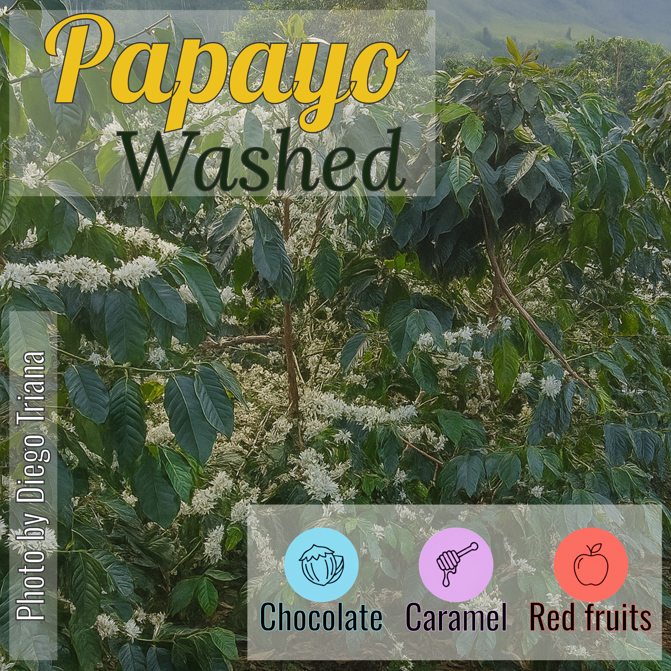 100% Colombian coffee | Papayo - washed process | Whole bean | 12oz