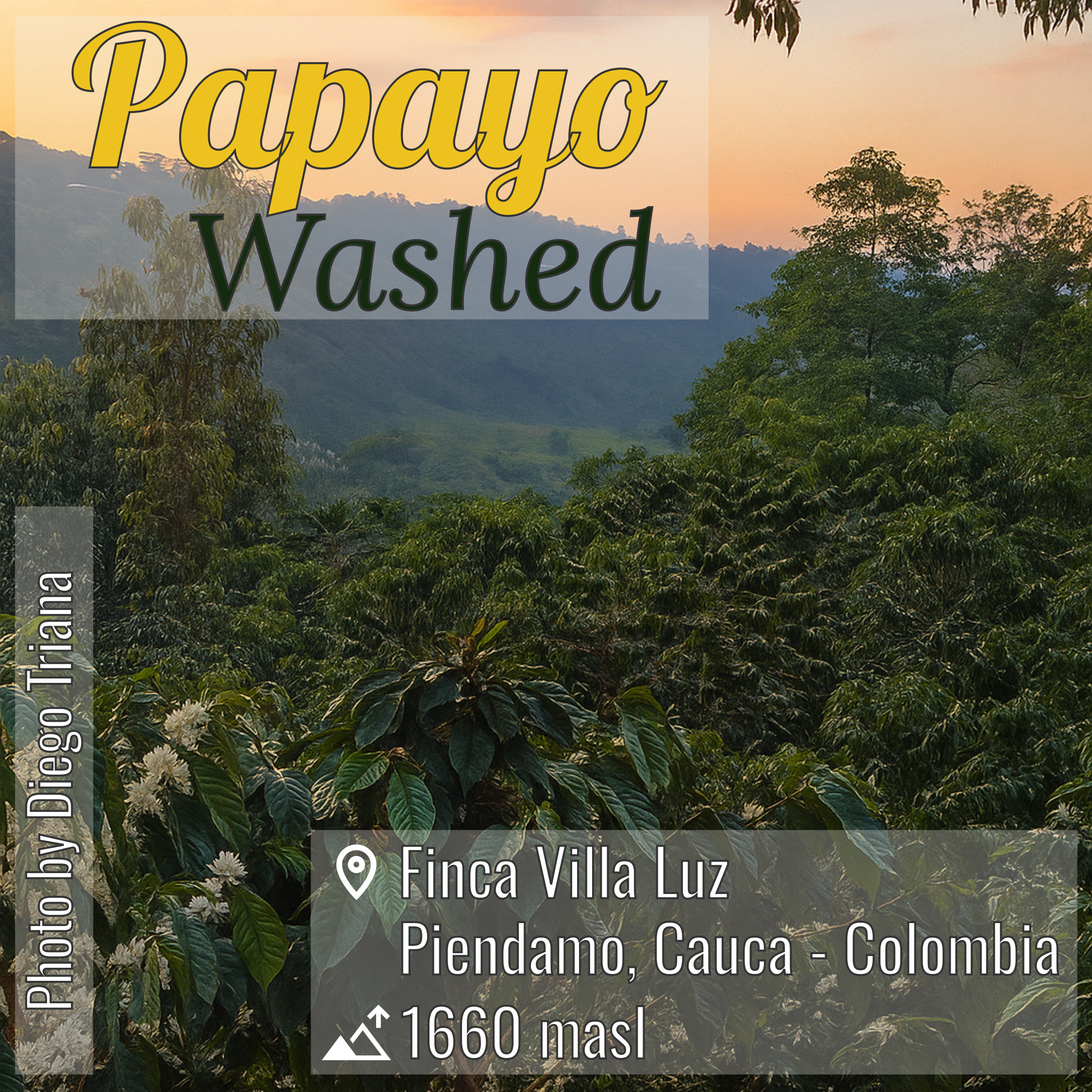 100% Colombian coffee | Papayo - washed process | Whole bean | 12oz