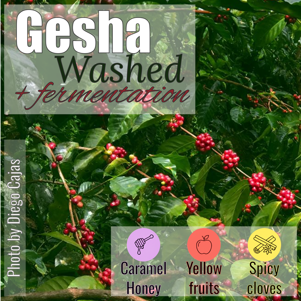 100% Colombian coffee | Gesha - washed + fermentation process | Whole bean | 4oz