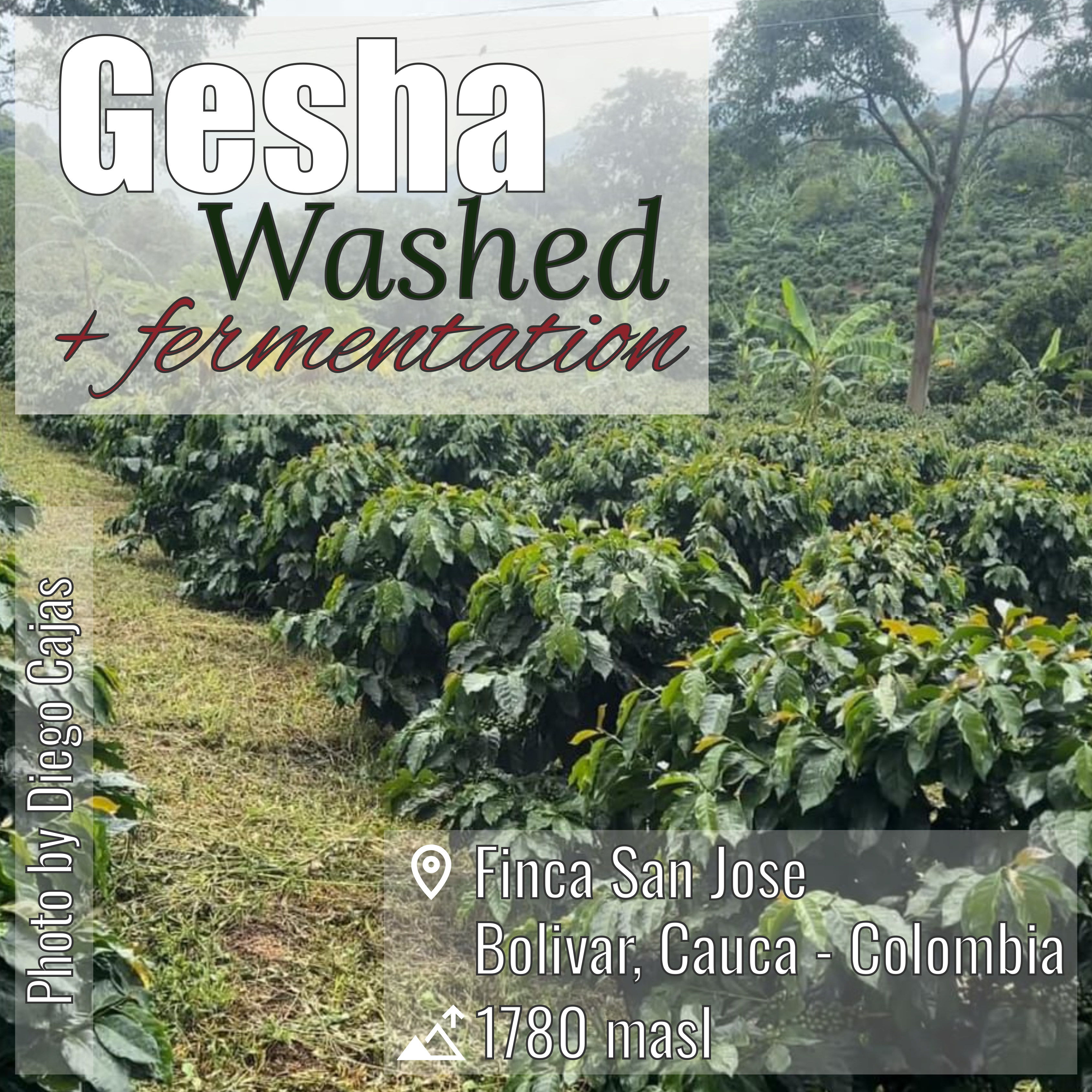 100% Colombian coffee | Gesha - washed + fermentation process | Whole bean | 12oz