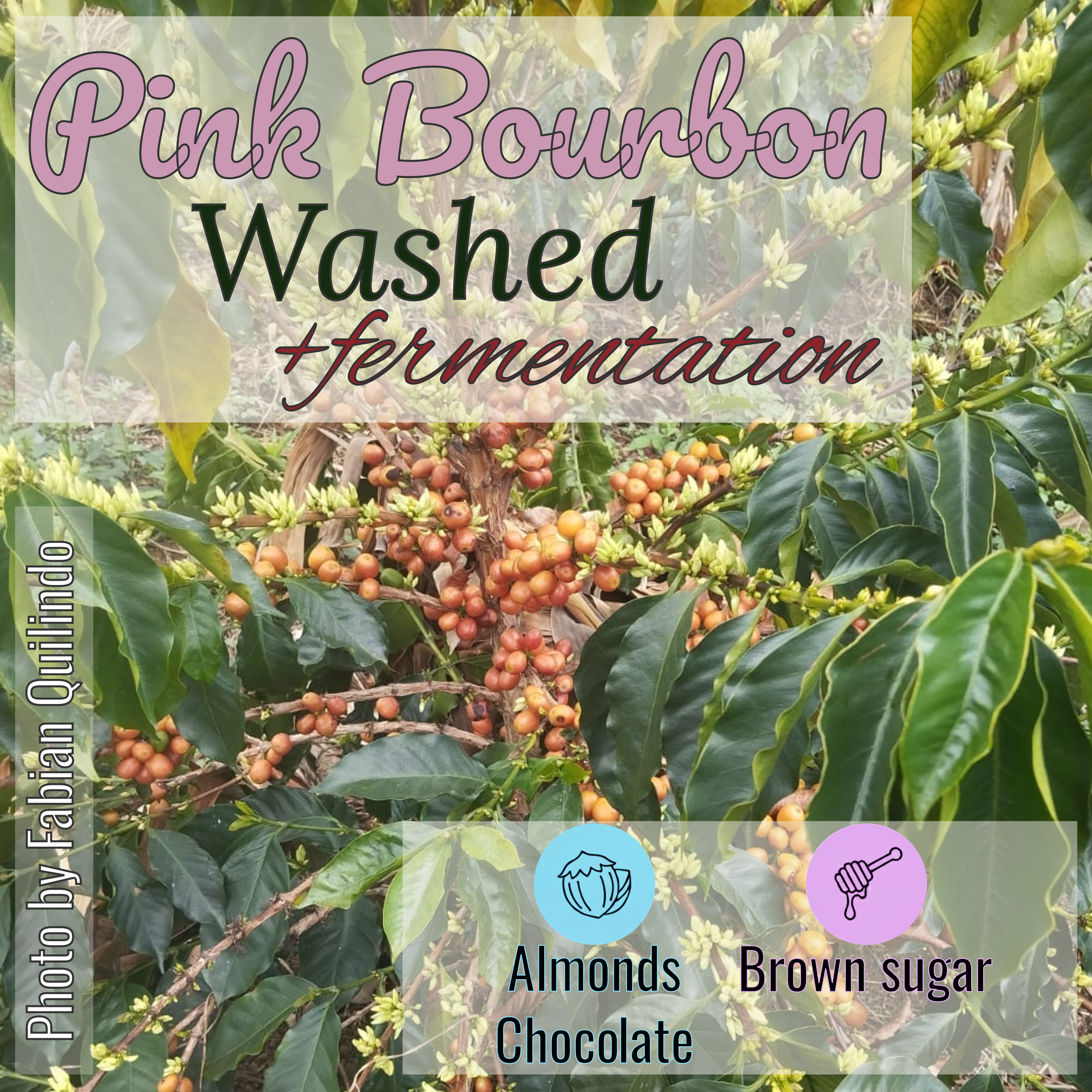 100% Colombian coffee | Pink Bourbon - washed + fermentation process | Whole bean | 12oz
